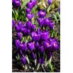Krokus Flower Record - 10 szt.