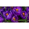 Krokus Flower Record - 10 szt.