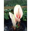 Dziwidło różowe - Amorphophallus bulbifer - unikat!