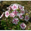 Floks (Phlox) - Płomyk wiechowaty - Twister - 1 szt.