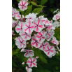 Floks (Phlox) - Płomyk wiechowaty - Twister - 1 szt.