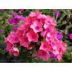 Floks (Phlox) - Płomyk wiechowaty - Windsor - 1 szt.