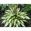 Funkia - Hosta Cherry Berry