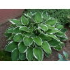 Funkia - Hosta Carol