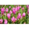 Kurkuma różowa - Curcuma Rose