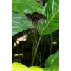Kwiat nietoperz - Tacca chantrieri Black