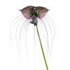 Kwiat nietoperz - Tacca chantrieri Black