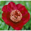 Piwonia, Paeonia - Nippon Beauty - sadzonka