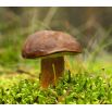 Podgrzybek brunatny - grzybnia