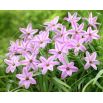 Ipheion - Ifejon - Charlotte Bishop - 10 szt.