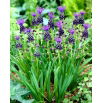 Szafirek miękkolistny - Muscari Comosum - 5 szt.