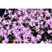 Śnieżnik lśniący różowy - Chionodoxa Rose Queen - 10 szt.
