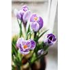 Krokus King of the Striped - 10 szt.