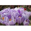 Krokus King of the Striped - 10 szt.