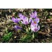 Krokus King of the Striped - 10 szt.