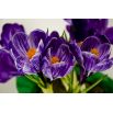 Krokus King of the Striped - 10 szt.