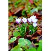 Krokus Prins Claus - 10 szt.
