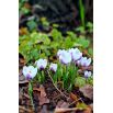 Krokus Prins Claus - 10 szt.