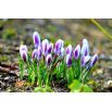 Krokus Prins Claus - 10 szt.