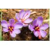 Krokus Sativus - Szafran! - 10 szt.