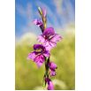 Mieczyk bizantyjski - Gladiolus Byzantinus - 10 szt.