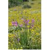 Mieczyk bizantyjski - Gladiolus Byzantinus - 10 szt.