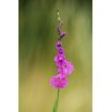 Mieczyk bizantyjski - Gladiolus Byzantinus - 10 szt.