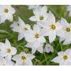 Ipheion - Ifejon - Alberto Castillo - 10 szt.