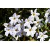 Ipheion - Ifejon - Alberto Castillo - 10 szt.