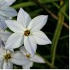 Ipheion - Ifejon - Alberto Castillo - 10 szt.