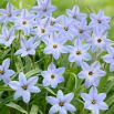 Ipheion - Ifejon - Uniflorum - 10 szt.
