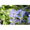 Ipheion - Ifejon - Uniflorum - 10 szt.