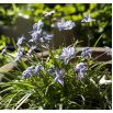 Ipheion - Ifejon - Uniflorum - 10 szt.