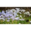 Ipheion - Ifejon - Uniflorum - 10 szt.