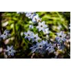 Ipheion - Ifejon - Uniflorum - 10 szt.