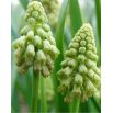 Szafirek zielony - Muscari Bellevalia Green Pearl - 5 szt.