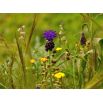 Szafirek miękkolistny - Muscari Comosum - 5 szt.