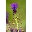 Szafirek miękkolistny - Muscari Comosum - 5 szt.