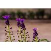 Szafirek miękkolistny - Muscari Comosum - 5 szt.