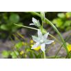 Śniedek zwisły - Ornithogalum nutans - 10 szt.