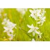 Śniedek zwisły - Ornithogalum nutans - 10 szt.