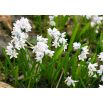 Puszkinia biała - Puschkinia alba - op. 10 szt.