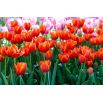 Tulipan Annie Schilder - opak. 5 szt.