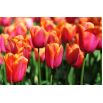 Tulipan Annie Schilder - opak. 5 szt.