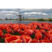Tulipan Annie Schilder - opak. 5 szt.