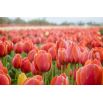 Tulipan Annie Schilder - opak. 5 szt.