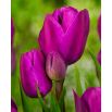 Tulipan Purple Bouquet - opak. 5 szt.