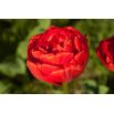 Tulipan Abba - opak. 5 szt.
