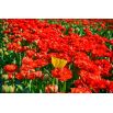 Tulipan Abba - opak. 5 szt.