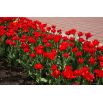 Tulipan Abba - opak. 5 szt.